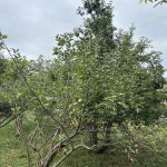 Satılır Torpaq Lənkəran 17