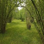 Satılır Torpaq Zaqatala 2