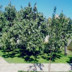 Kirayə (günlük) 4 otaqlı Bağ evi, Novxanı, Abşeron rayonu 4