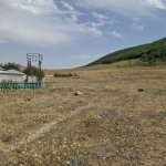 Satılır Torpaq Şamaxı 1