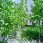Satılır 4 otaqlı Bağ evi, Goradil, Abşeron rayonu 14