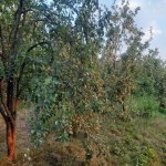 Satılır Torpaq İsmayıllı 5