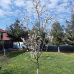 Kirayə (günlük) 3 otaqlı Bağ evi, Şüvəlan, Xəzər rayonu 2