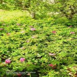 Продажа 3 комнатная Дача, Яшма баглары район 5