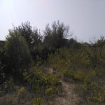 Satılır Torpaq, Fatmayi, Abşeron rayonu 6