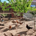 Satılır 4 otaqlı Həyət evi/villa, Buzovna, Xəzər rayonu 7