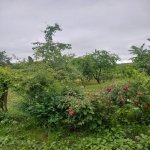 Satılır Torpaq İsmayıllı 25