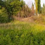 Satılır Torpaq Şamaxı 10