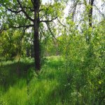 Satılır Torpaq Qusar 3