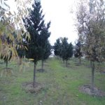 Satılır 5 otaqlı Bağ evi, Mərdəkan, Xəzər rayonu 16