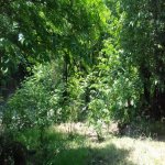 Kirayə (günlük) 5 otaqlı Həyət evi/villa Lerik 15