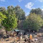 Satılır 4 otaqlı Həyət evi/villa, Hövsan qəs., Suraxanı rayonu 9