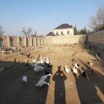 Satılır Torpaq, Masazır, Abşeron rayonu 3