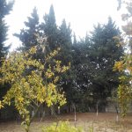 Satılır 5 otaqlı Bağ evi, Novxanı, Abşeron rayonu 66