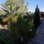 Kirayə (aylıq) 6 otaqlı Bağ evi, Mərdəkan, Xəzər rayonu 14