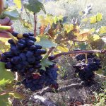 Satılır Torpaq, Goradil, Abşeron rayonu 4