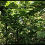 Kirayə (aylıq) 3 otaqlı Həyət evi/villa, Mərdəkan, Xəzər rayonu 17
