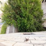 Satılır 4 otaqlı Həyət evi/villa, Nəsimi metrosu, Rəsulzadə qəs., Binəqədi rayonu 5