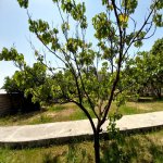 Satılır 7 otaqlı Bağ evi, Novxanı, Abşeron rayonu 12