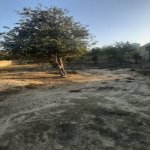 Satılır Torpaq, Goradil, Abşeron rayonu 1