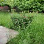 Kirayə (günlük) 3 otaqlı Həyət evi/villa Qəbələ 8