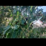 Продажа 3 комнат Дома/Виллы, Хокмяли, Абшерон район 17