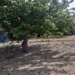 Satılır Torpaq Sumqayıt 3