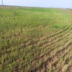 Satılır Torpaq Xızı 5