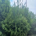 Satılır 3 otaqlı Həyət evi/villa Ağstafa 29