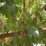 Продажа 4 комнатная Дома/Виллы, пос. Маштага, Сабунчу район 11