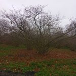 Satılır 4 otaqlı Bağ evi Xaçmaz 5