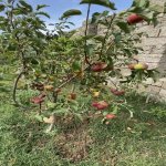 Satılır 6 otaqlı Bağ evi, Pirallahı rayonu 26