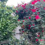 Satılır 6 otaqlı Həyət evi/villa, Novxanı, Abşeron rayonu 20