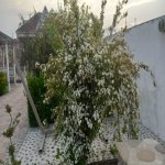 Kirayə (aylıq) 3 otaqlı Bağ evi, Abşeron rayonu 47