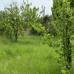 Satılır Torpaq İsmayıllı 4