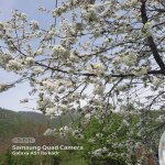 Satılır 5 otaqlı Bağ evi Qəbələ 19