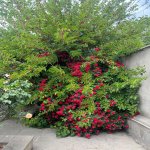Продажа 4 комнат Дача, пос. Пиршаги, Сабунчу район 4