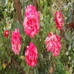 Satılır 14 otaqlı Həyət evi/villa, Mehdiabad, Abşeron rayonu 13