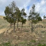 Satılır Torpaq, Səbail rayonu 9