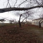Satılır 4 otaqlı Həyət evi/villa Mingəçevir 1
