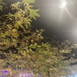 Продажа Объект, м. Ази Асланова метро, пос. Старый Гуняшли, Хетаи район 8