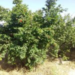 Продажа 2 комнатная Дома/Виллы, пос. Йени Сураханы, Сураханы район 8