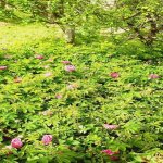 Satılır 3 otaqlı Bağ evi, Yaşma bağları rayonu 12