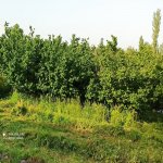 Satılır Torpaq Qusar 1
