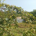 Продажа Участок Гябяля 6
