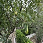 Satılır 8 otaqlı Həyət evi/villa, Novxanı, Abşeron rayonu 44