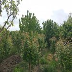 Satılır 5 otaqlı Həyət evi/villa Xaçmaz 8