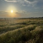 Satılır Torpaq, Abşeron rayonu 1