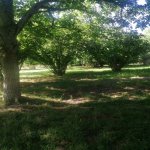 Продажа Участок Гябяля 3