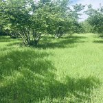 Satılır Torpaq Qəbələ 7